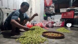 Harga Cabai Hijau di Jombang Anjlok, Dipicu Banjir dan Ketimbang Keduluan Tikus