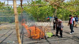 Puluhan Arena Sabung Ayam di Jombang Melenggang, Ini Langkah Kepolisian