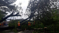 Angin Besar Tumbangkan Pohon Besar Disejumlah Wilayah di Jombang