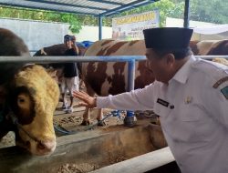 Cek Hewan Kurban Jelang Idul Adha, Abah Warsubi Pastikan Jombang Bebas dari PMK dan LSD
