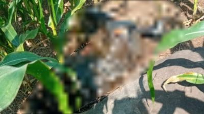 Mayat Mr X Gegerkan Warga Wonosalam Jombang, Ada Ponsel di Saku